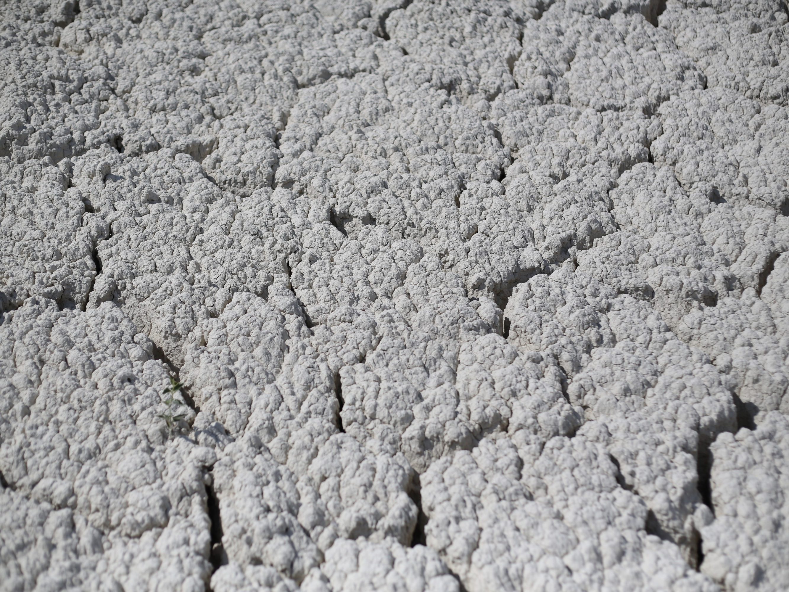 Closeup Clay Plant Görlitz