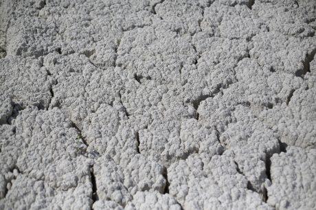 Closeup Clay Plant Görlitz